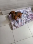 Toby