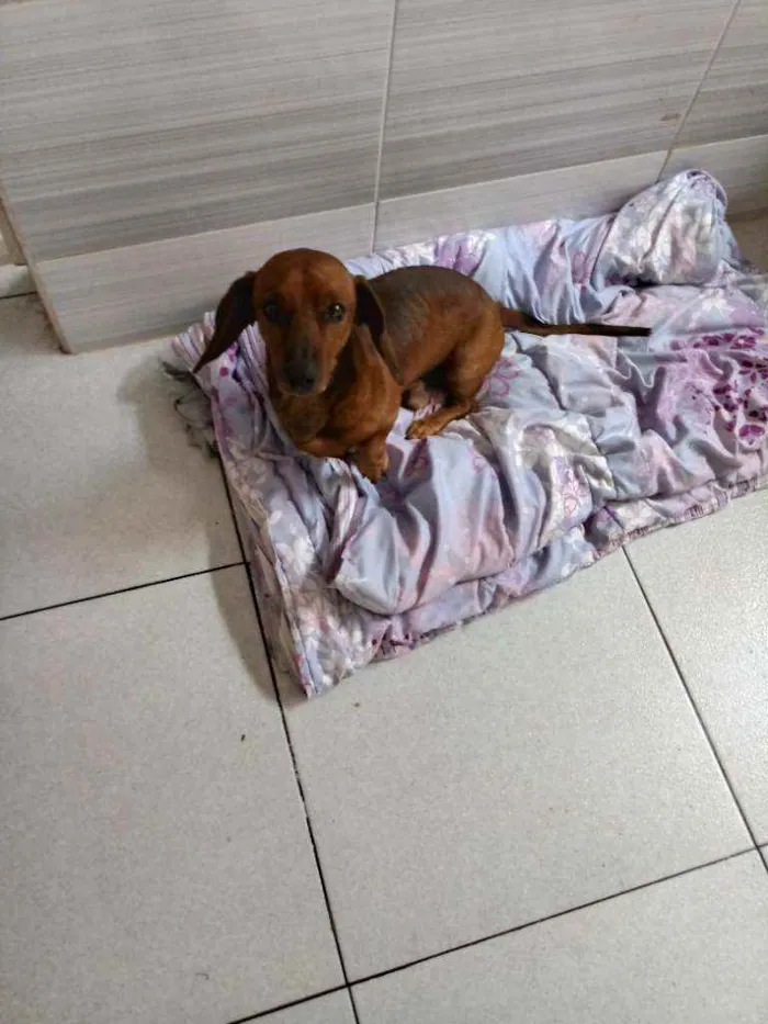 Cachorro ra a Dashund idade 4 anos nome Toby