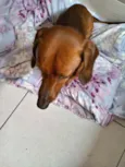 Toby