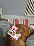 Toby