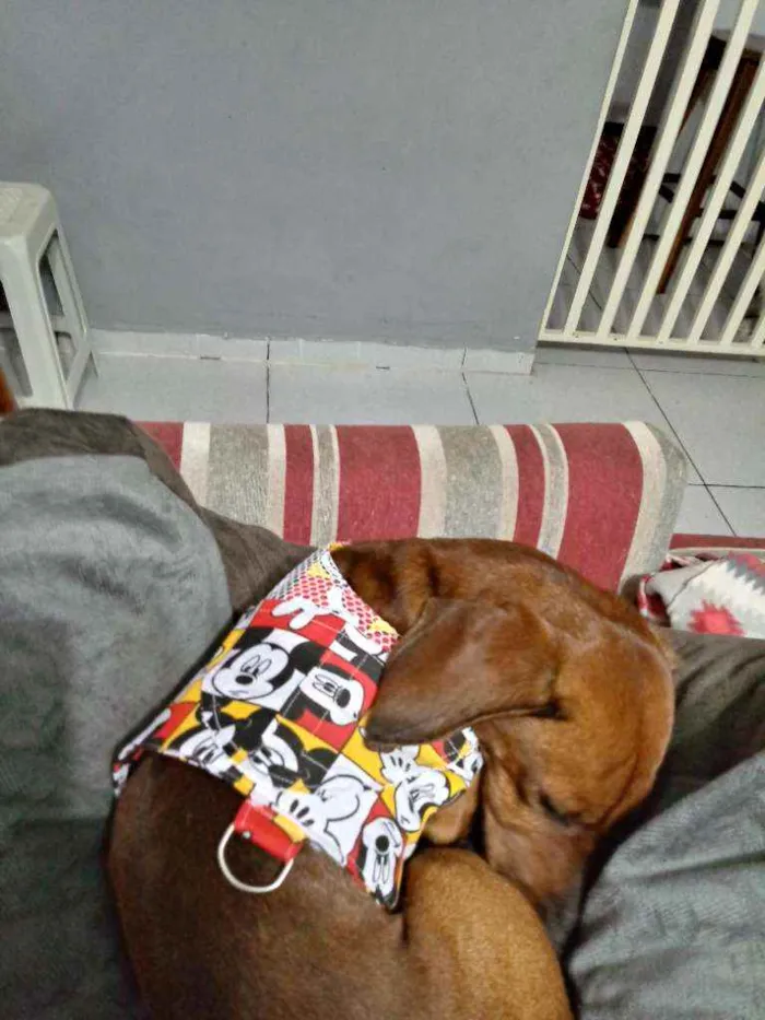 Cachorro ra a Dashund idade 4 anos nome Toby