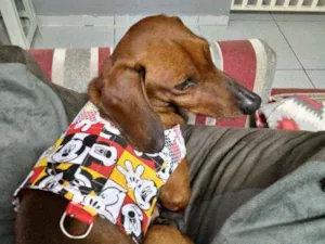 Cachorro raça Dashund idade 4 anos nome Toby