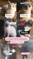 gatos 