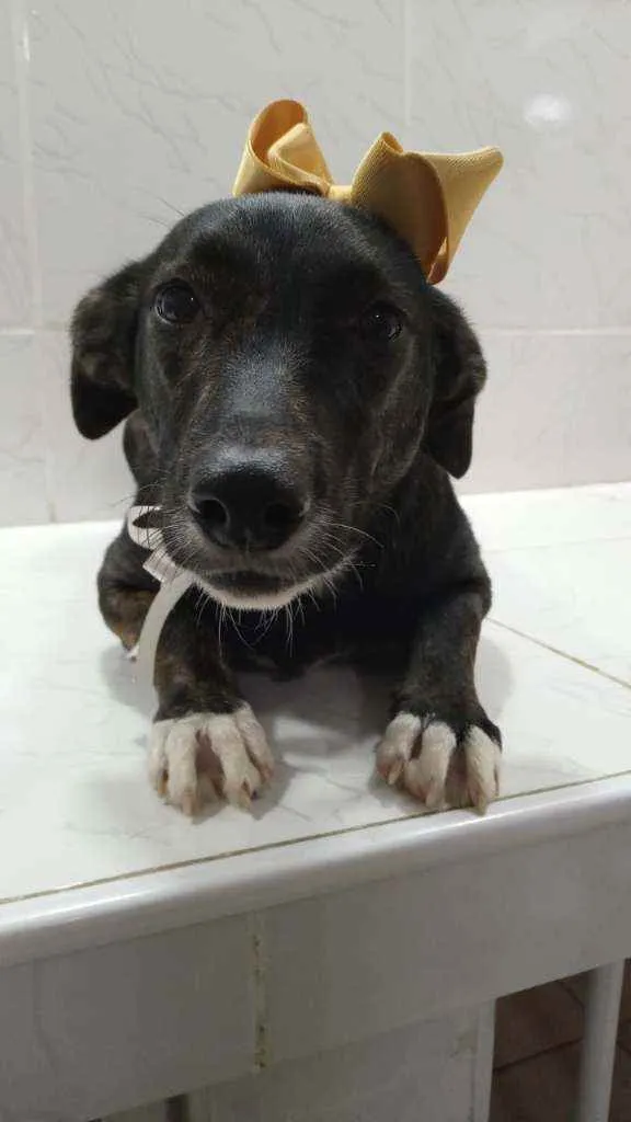 Cachorro ra a SRD idade 7 a 11 meses nome Katita