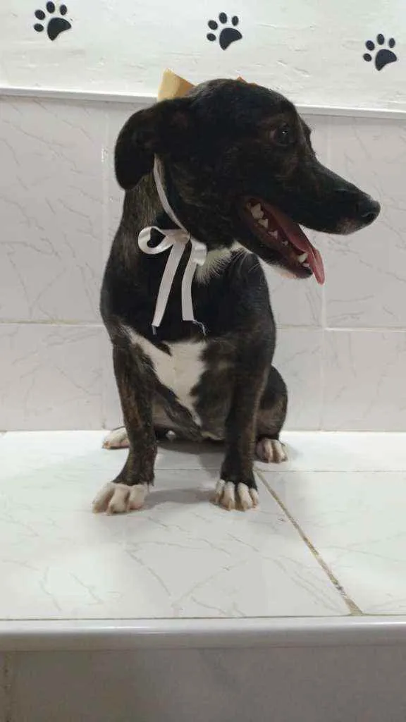 Cachorro ra a SRD idade 7 a 11 meses nome Katita