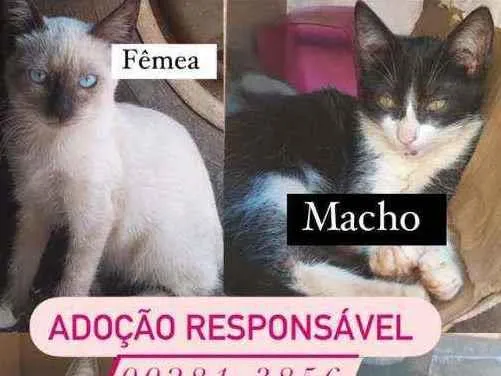 Gato ra a vira lata  idade 2 anos nome gatos 