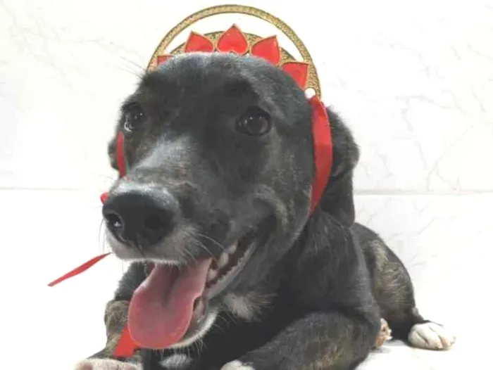 Cachorro ra a SRD idade 7 a 11 meses nome Katita