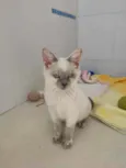 Niko