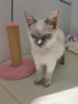 Niko