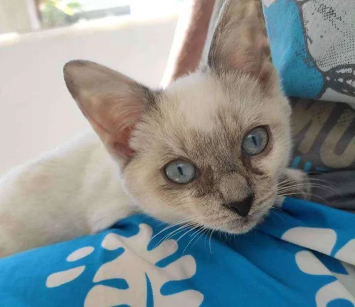 Gato ra a Srd idade 2 a 6 meses nome Niko