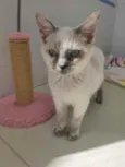 Niko