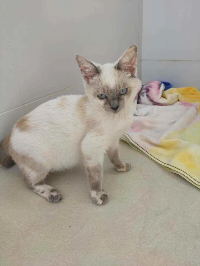 Gato ra a Srd idade 2 a 6 meses nome Niko