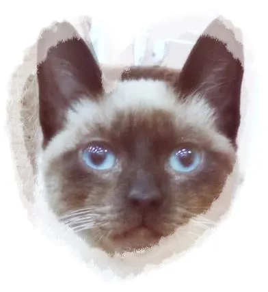 Gato raça Siamês idade  nome SILVÉRIO SIAMÊS