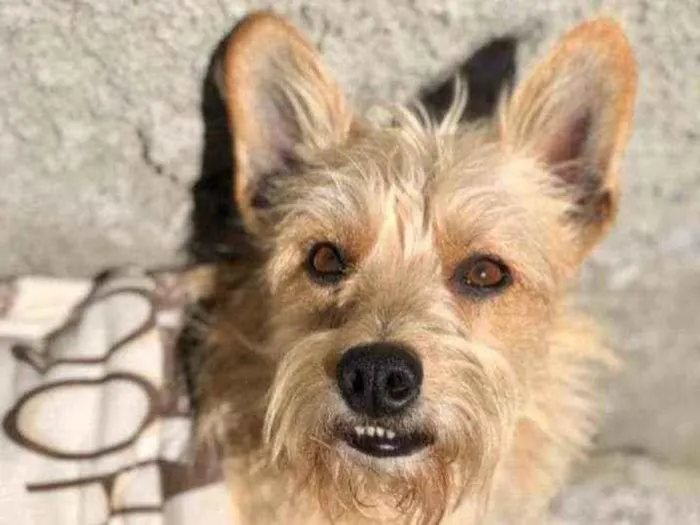 Cachorro ra a Srd idade 2 anos nome Bebê 
