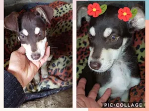 Cachorro raça SRD-ViraLata idade 2 a 6 meses nome JOY