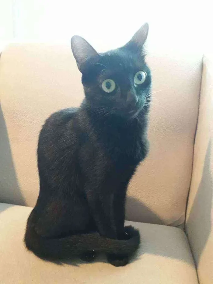 Gato ra a Bombaim idade 1 ano nome Laika