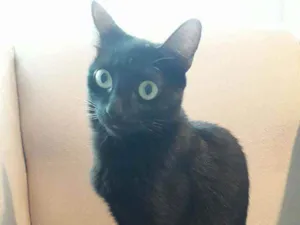 Gato raça Bombaim idade 1 ano nome Laika