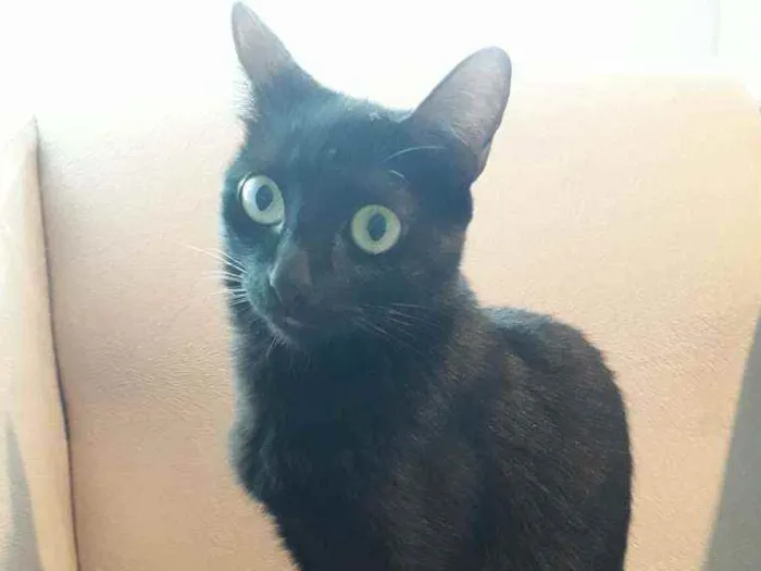 Gato ra a Bombaim idade 1 ano nome Laika