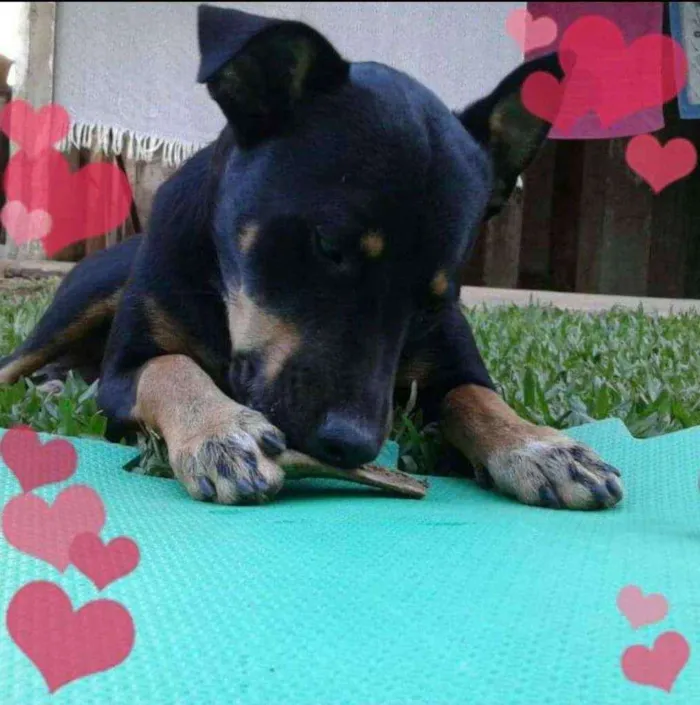 Cachorro ra a Raça indefinida idade 4 anos nome Ted