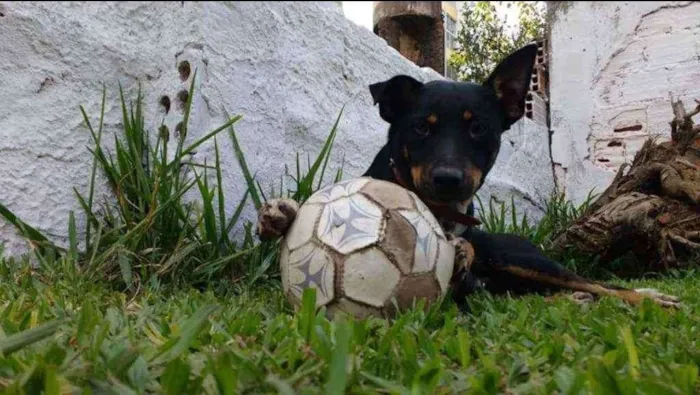 Cachorro ra a Raça indefinida idade 4 anos nome Ted