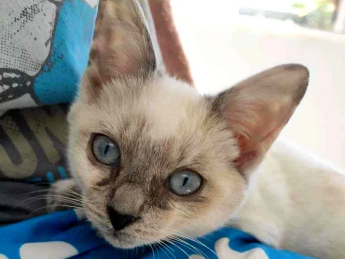 Gato ra a Srd idade 2 a 6 meses nome Niko