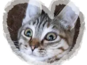 Gato raça SRD-ViraLata idade 2 a 6 meses nome TALITA TIGRADA