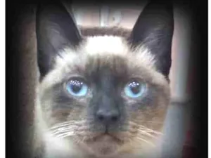 Gato raça Siamês idade  nome SILVÉRIO SIAMÊS