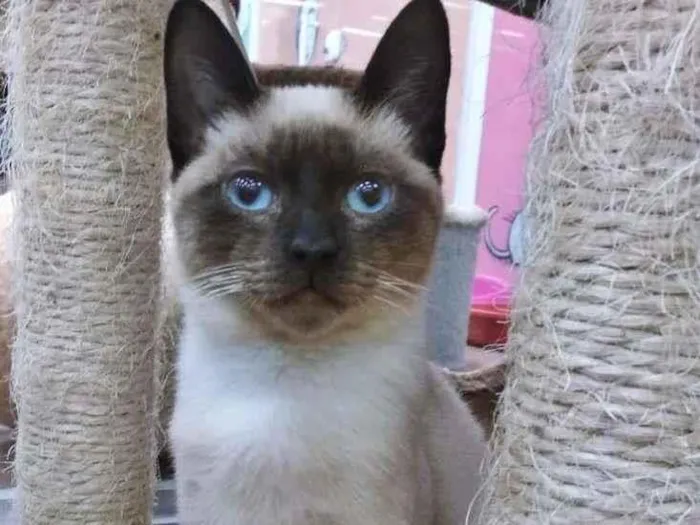 Gato raça Siamês idade  nome SILVÉRIO SIAMÊS
