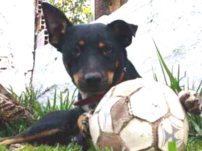 Cachorro ra a Raça indefinida idade 4 anos nome Ted
