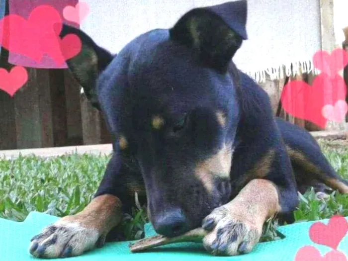 Cachorro ra a Raça indefinida idade 4 anos nome Ted