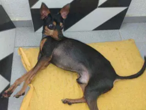 Cachorro raça Pincher  idade 5 anos nome Theylon