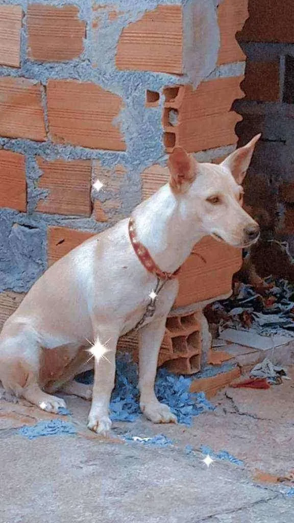 Cachorro ra a Misturada  idade 1 ano nome Lisa Park