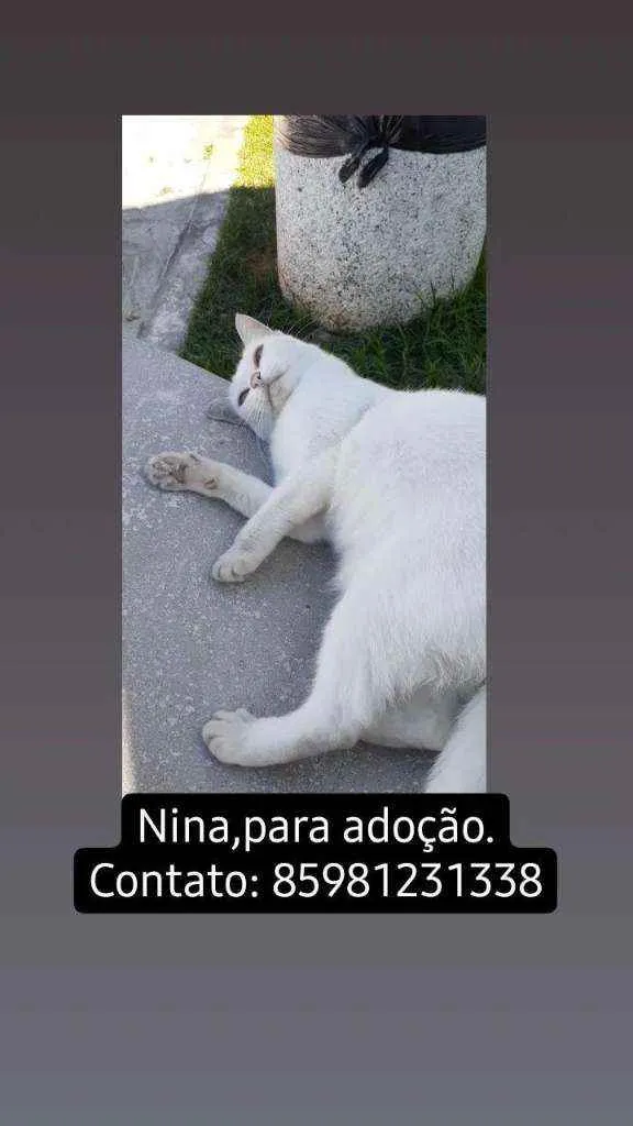 Gato ra a De raça, porém não sei qual. idade 5 anos nome Nina