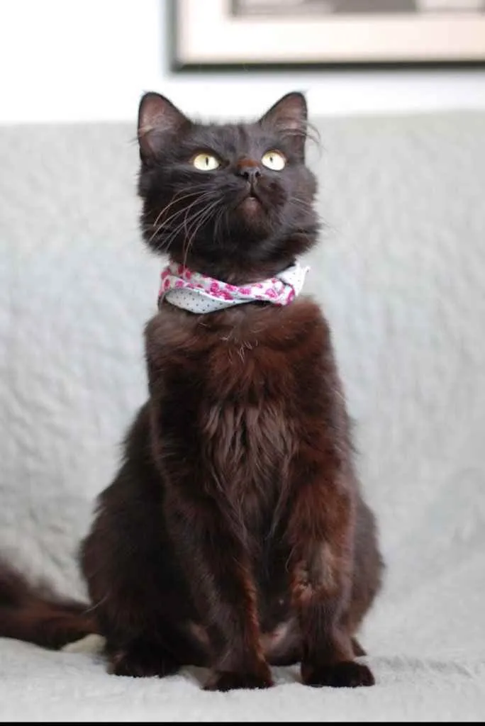 Gato ra a Srd idade 1 ano nome Cacau