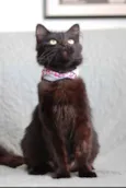 Cacau