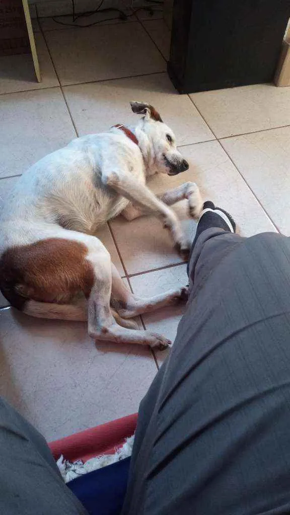 Cachorro ra a Vira lata ( não sei a raça)  idade 5 anos nome Bob