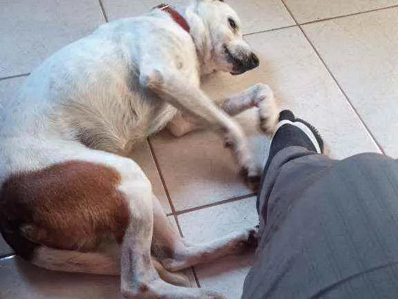 Cachorro ra a Vira lata ( não sei a raça)  idade 5 anos nome Bob