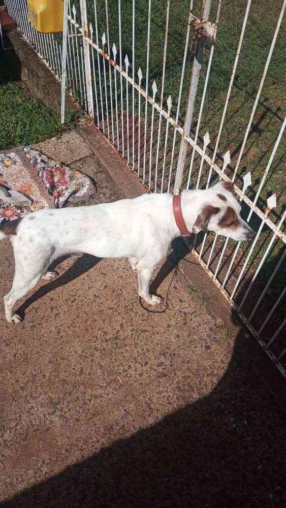 Cachorro ra a Vira lata ( não sei a raça)  idade 5 anos nome Bob