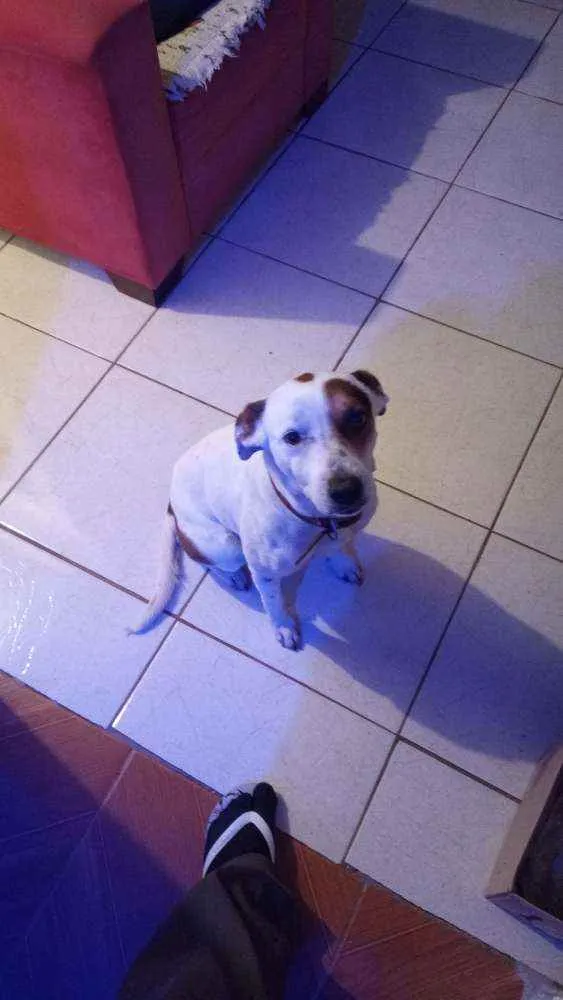 Cachorro ra a Vira lata ( não sei a raça)  idade 5 anos nome Bob