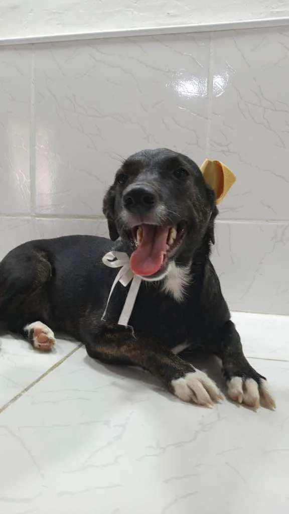 Cachorro ra a SRD idade 7 a 11 meses nome Katita
