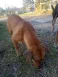 Mel e Pretinho