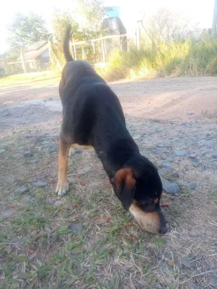 Cachorro ra a SRD-ViraLata idade 2 a 6 meses nome Mel e Pretinho