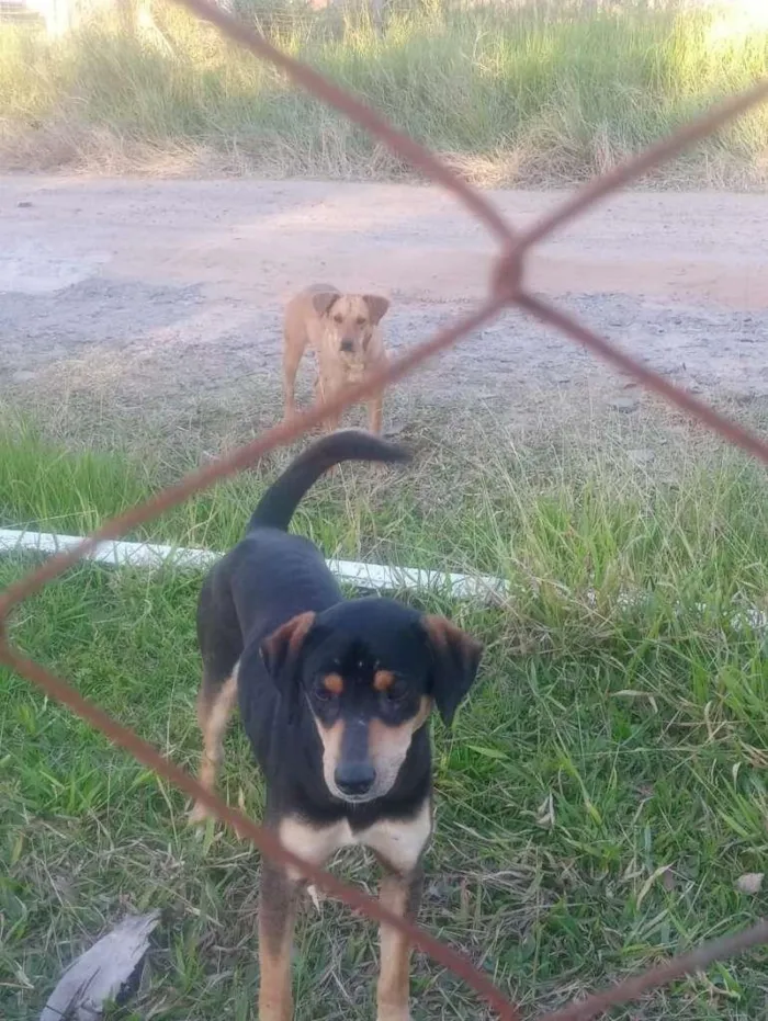 Cachorro ra a SRD-ViraLata idade 2 a 6 meses nome Mel e Pretinho