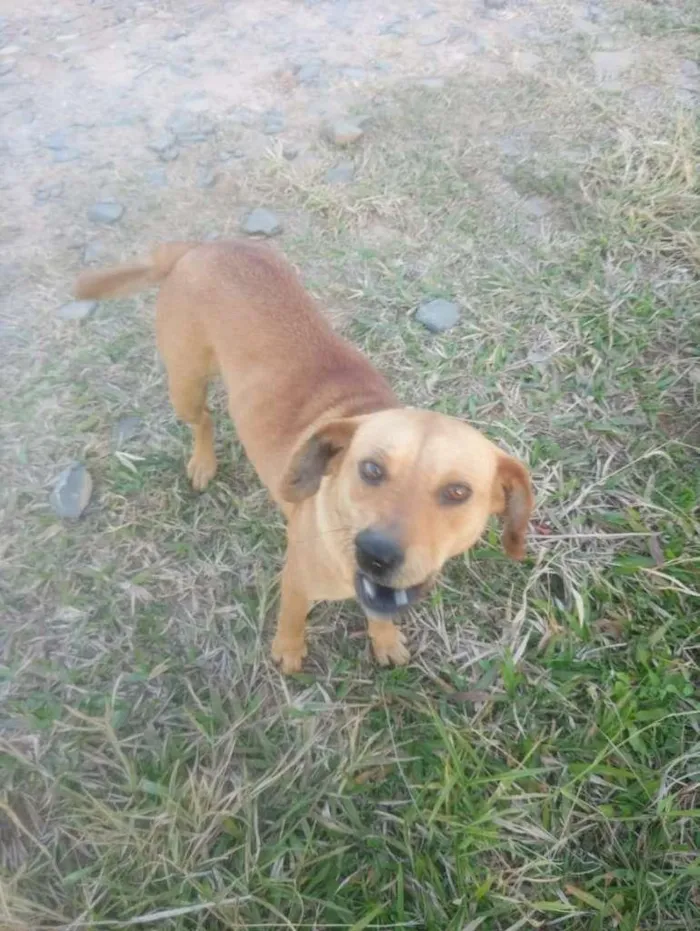 Cachorro ra a SRD-ViraLata idade 2 a 6 meses nome Mel e Pretinho