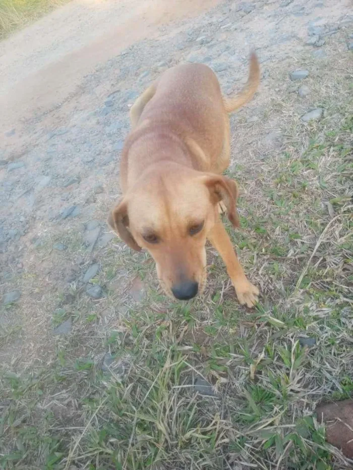 Cachorro ra a SRD-ViraLata idade 2 a 6 meses nome Mel e Pretinho