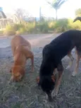 Mel e Pretinho