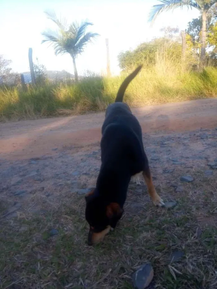 Cachorro ra a SRD-ViraLata idade 2 a 6 meses nome Mel e Pretinho