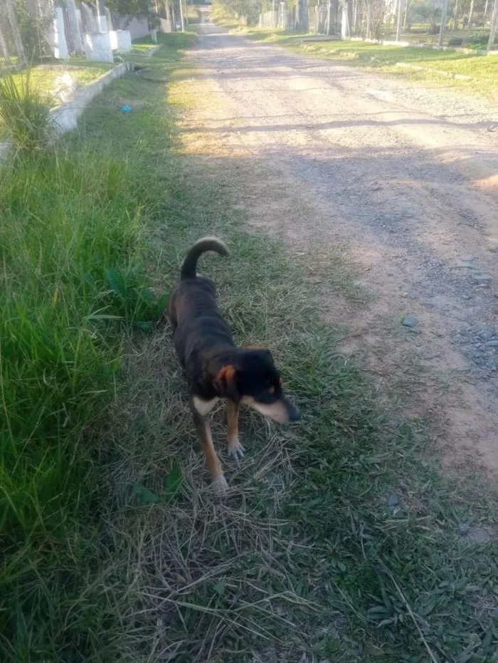 Cachorro ra a SRD-ViraLata idade 2 a 6 meses nome Mel e Pretinho