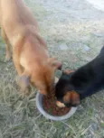 Mel e Pretinho