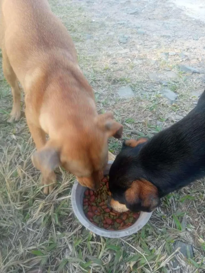 Cachorro ra a SRD-ViraLata idade 2 a 6 meses nome Mel e Pretinho